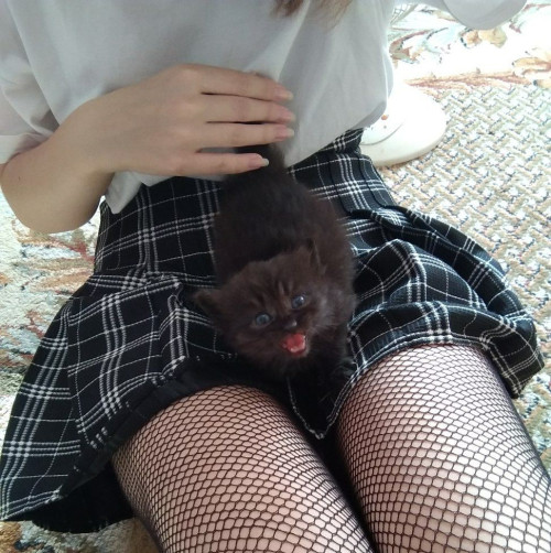 [Image: KK-6.md.jpg]